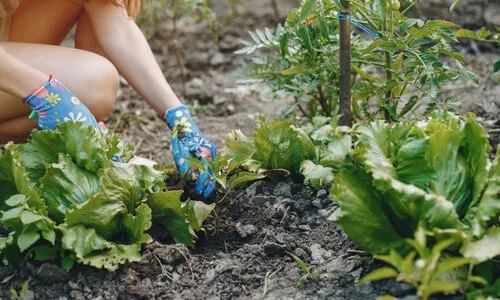 Moestuin in september: Zaaien en bodemleven
