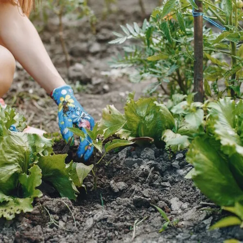 Moestuin in september: Zaaien en bodemleven