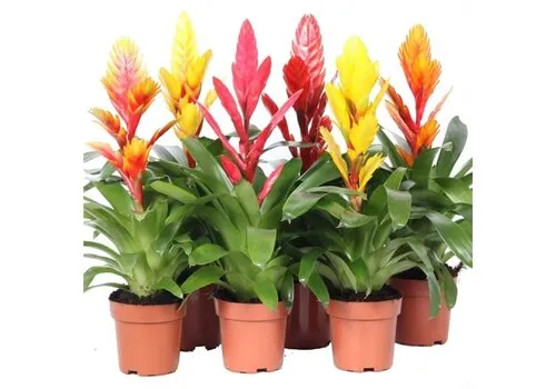 Aquaflora Vriesea Mix set van 5 | in 5 cm pot