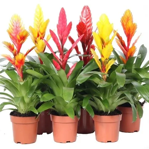Aquaflora Vriesea Mix set van 5 | in 5 cm pot