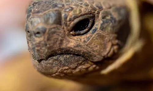 Wat eet een schildpad? Voedingsgids voor beginners