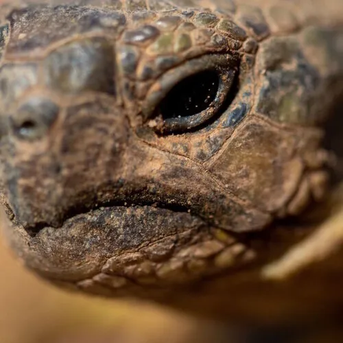 Wat eet een schildpad? Voedingsgids voor beginners
