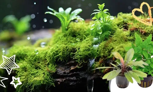 Top 10 onmisbare aquariumplanten voor beginners