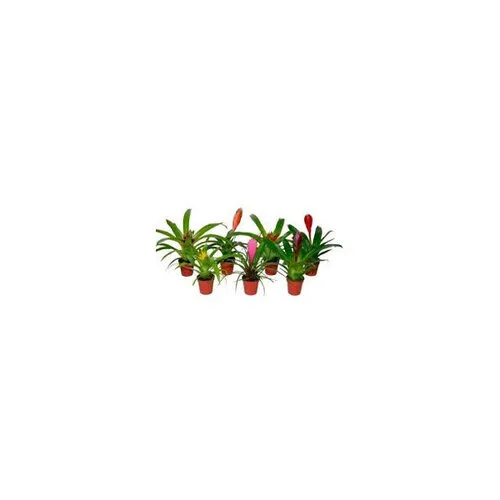 Aquaflora Tillandsia mix set van 5 | in 5 cm pot