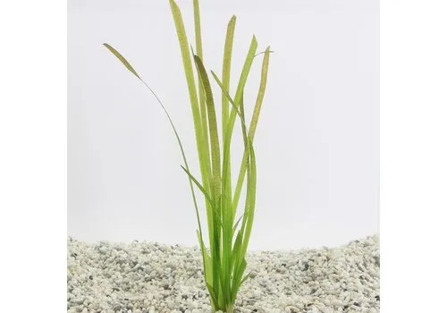 Aquaflora Vallisneria Spiralis Rubra | in 5cm pot