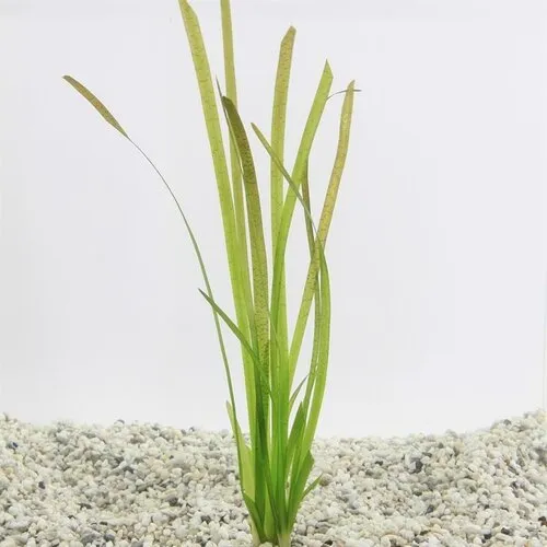 Aquaflora Vallisneria Spiralis Rubra | in 5cm pot