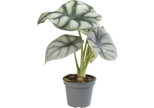 Aquafleur Alocasia Silver Dragon | In 5cm pot