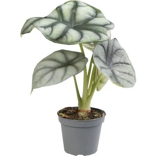 Aquafleur Alocasia Silver Dragon | In 5cm pot