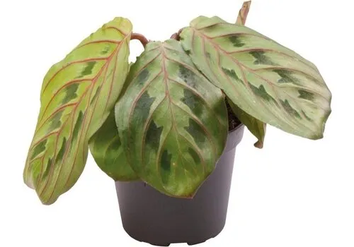 Aquafleur Calathea Leuconeura Red Stripe | In 5cm pot