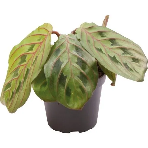 Aquafleur Calathea Leuconeura Red Stripe | In 5cm pot