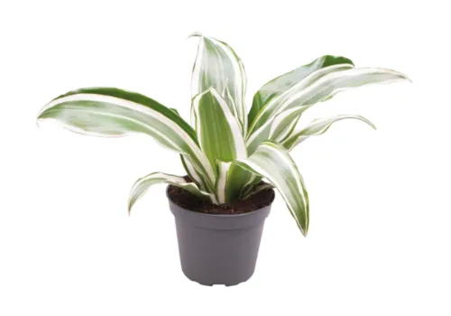 Aquafleur Dracaena Dragontree White Jewel | In 5 cm pot