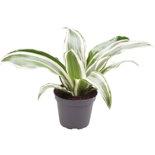 Aquafleur Dracaena Dragontree White Jewel | In 5 cm pot