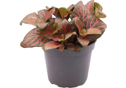 Aquafleur Fittonia Joly Josan | In 5 cm pot