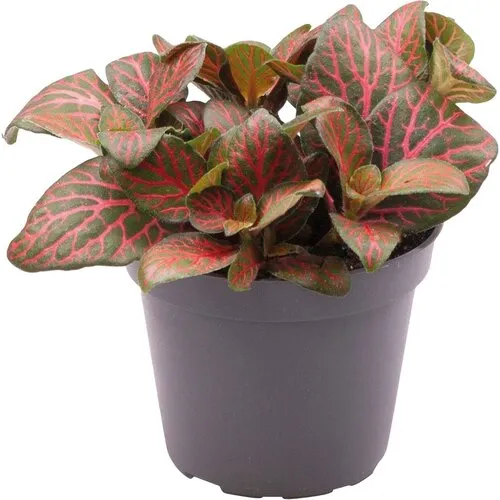 Aquafleur Fittonia Joly Josan | In 5 cm pot