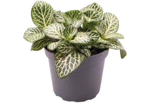 Aquafleur Fittonia Albivenis Mini White | In 5 cm pot