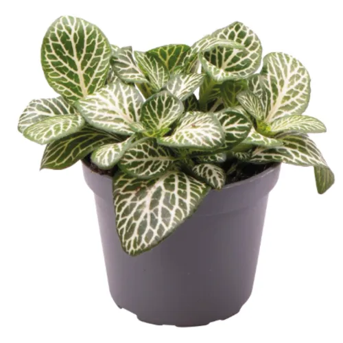 Aquafleur Fittonia Albivenis Mini White | In 5 cm pot