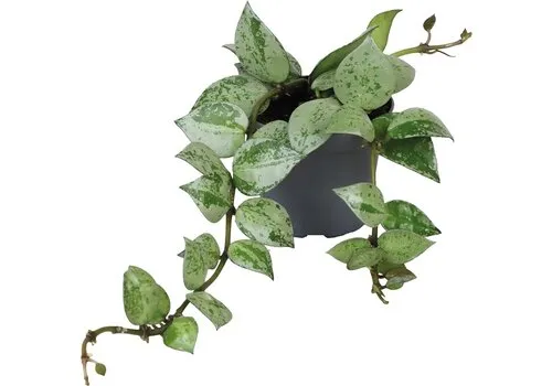 Aquafleur Hoya Krohiana Eskimo | In 5 cm pot
