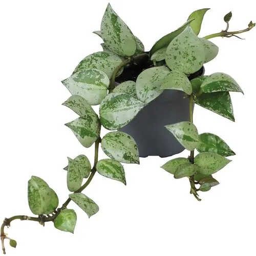 Aquafleur Hoya Krohiana Eskimo | In 5 cm pot