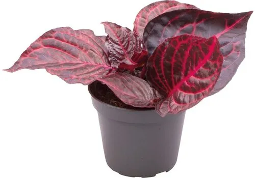 Aquafleur Iresine Herbstii Bloodleaf | In 5 cm pot