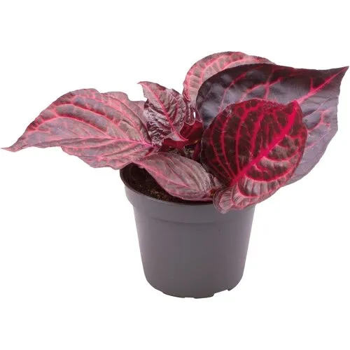Aquafleur Iresine Herbstii Bloodleaf | In 5 cm pot