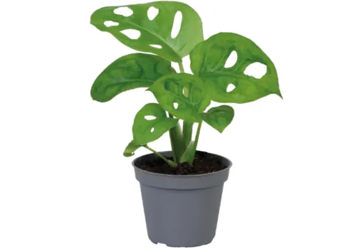 Aquafleur Monstera Obliqua | In 5 cm pot