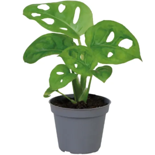 Aquafleur Monstera Obliqua | In 5 cm pot