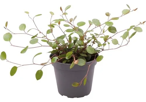 Aquafleur Muehlenbeckia Complexa | In 5 cm pot