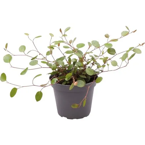 Aquafleur Muehlenbeckia Complexa | In 5 cm pot