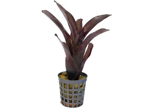 Aquafleur Neoregelia Amazon | In 5 cm pot