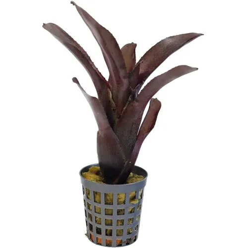 Aquafleur Neoregelia Amazon | In 5 cm pot