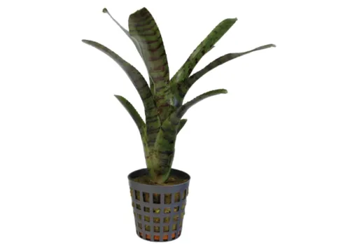 Aquafleur Neoregelia Ampullacea Tigrina | In 5 cm pot