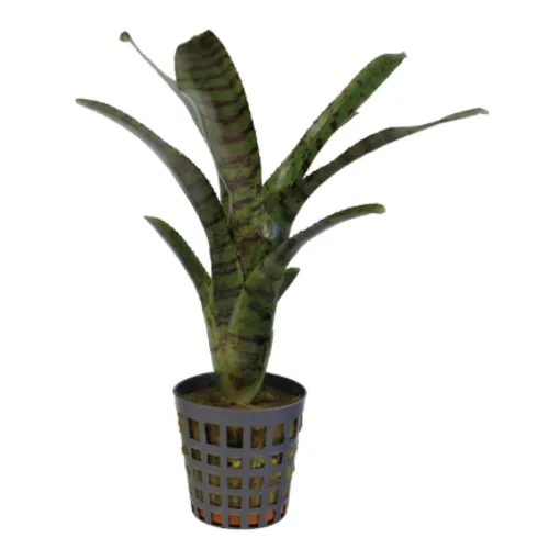 Aquafleur Neoregelia Ampullacea Tigrina | In 5 cm pot