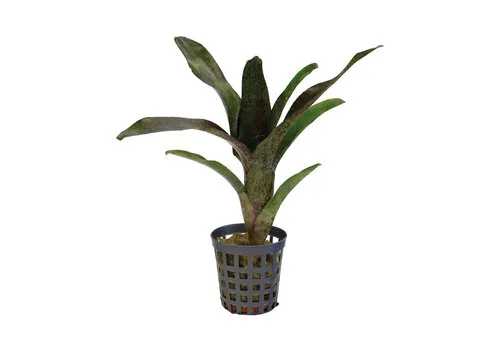 Aquafleur Neoregelia Atlantis | In 5 cm pot