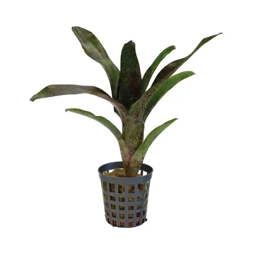 Aquafleur Neoregelia Atlantis | In 5 cm pot