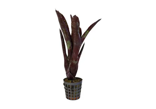 Aquafleur Neoregelia Hera Little Bright | In 5 cm pot