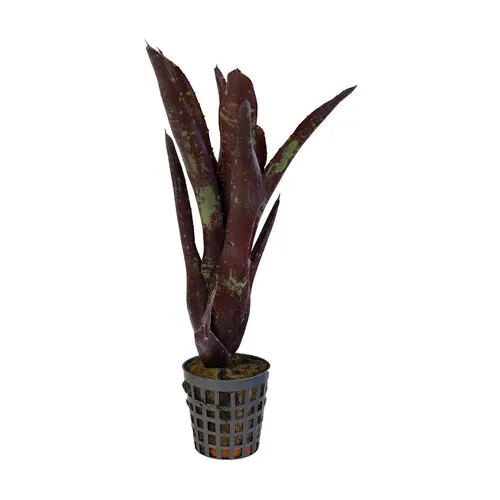 Aquafleur Neoregelia Hera Little Bright | In 5 cm pot