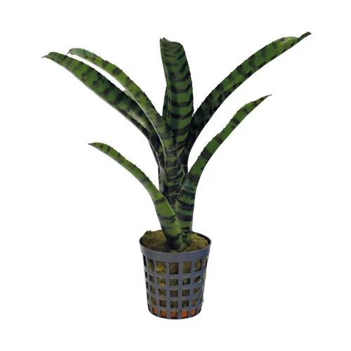 Aquafleur Neoregelia Rubrifolia 2 | In 5 cm pot