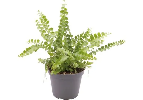 Aquafleur Nephrolepis Exaltata Duffy | In 5 cm pot