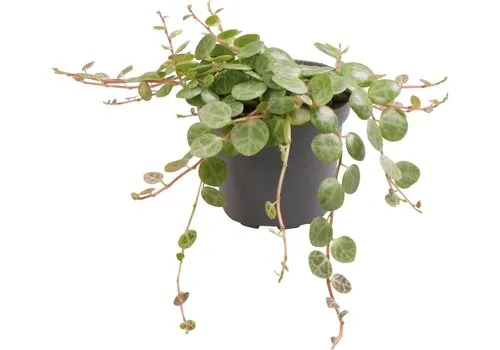 Aquafleur Peperomia Prostrata | In 5 cm pot