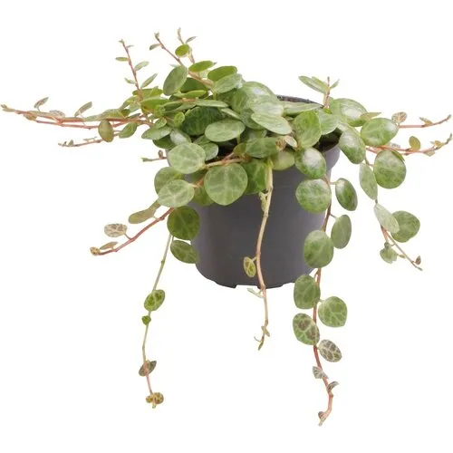 Aquafleur Peperomia Prostrata | In 5 cm pot