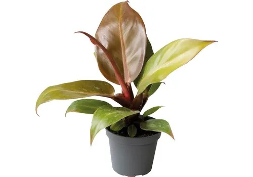 Aquafleur Philodendron Cherry Red | In 5 cm pot