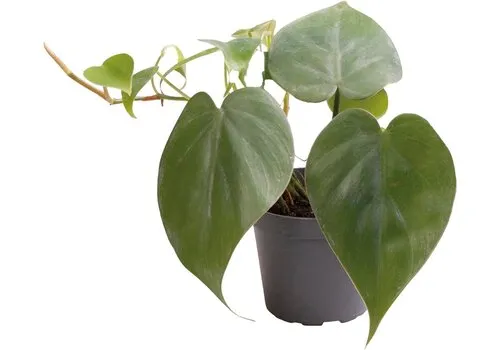 Aquafleur Philodendron Scandens | In 5 cm pot