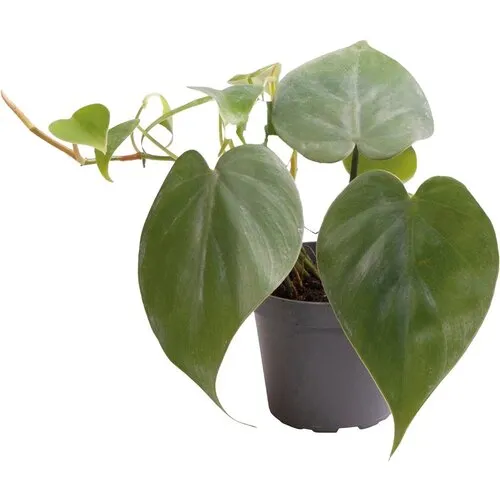 Aquafleur Philodendron Scandens | In 5 cm pot