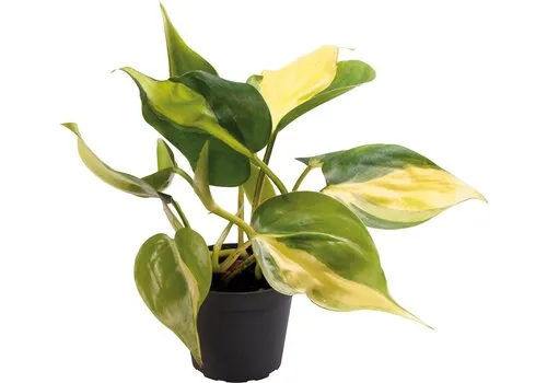 Aquafleur Philodendron Scandens Brazil | In 5 cm pot