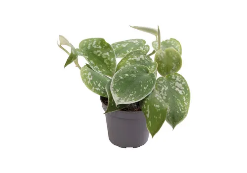 Aquafleur Philodendron Scandens Pictus | In 5 cm pot