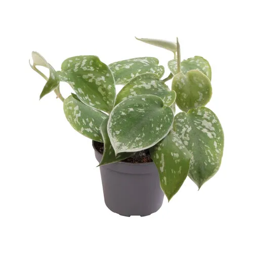 Aquafleur Philodendron Scandens Pictus | In 5 cm pot