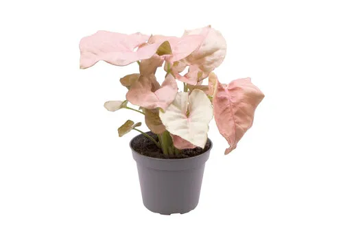 Aquafleur Syngonium Neon | In 5 cm pot