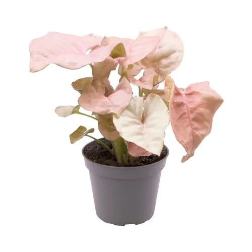 Aquafleur Syngonium Neon | In 5 cm pot