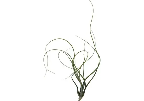 Aquafleur Tillandsia Butzii