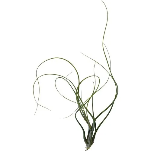Aquafleur Tillandsia Butzii